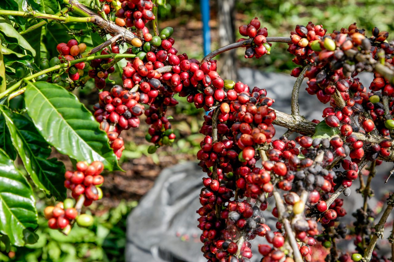 SAFRA: Produção de café deve ter queda de 4,4% em 2025, diz Conab
