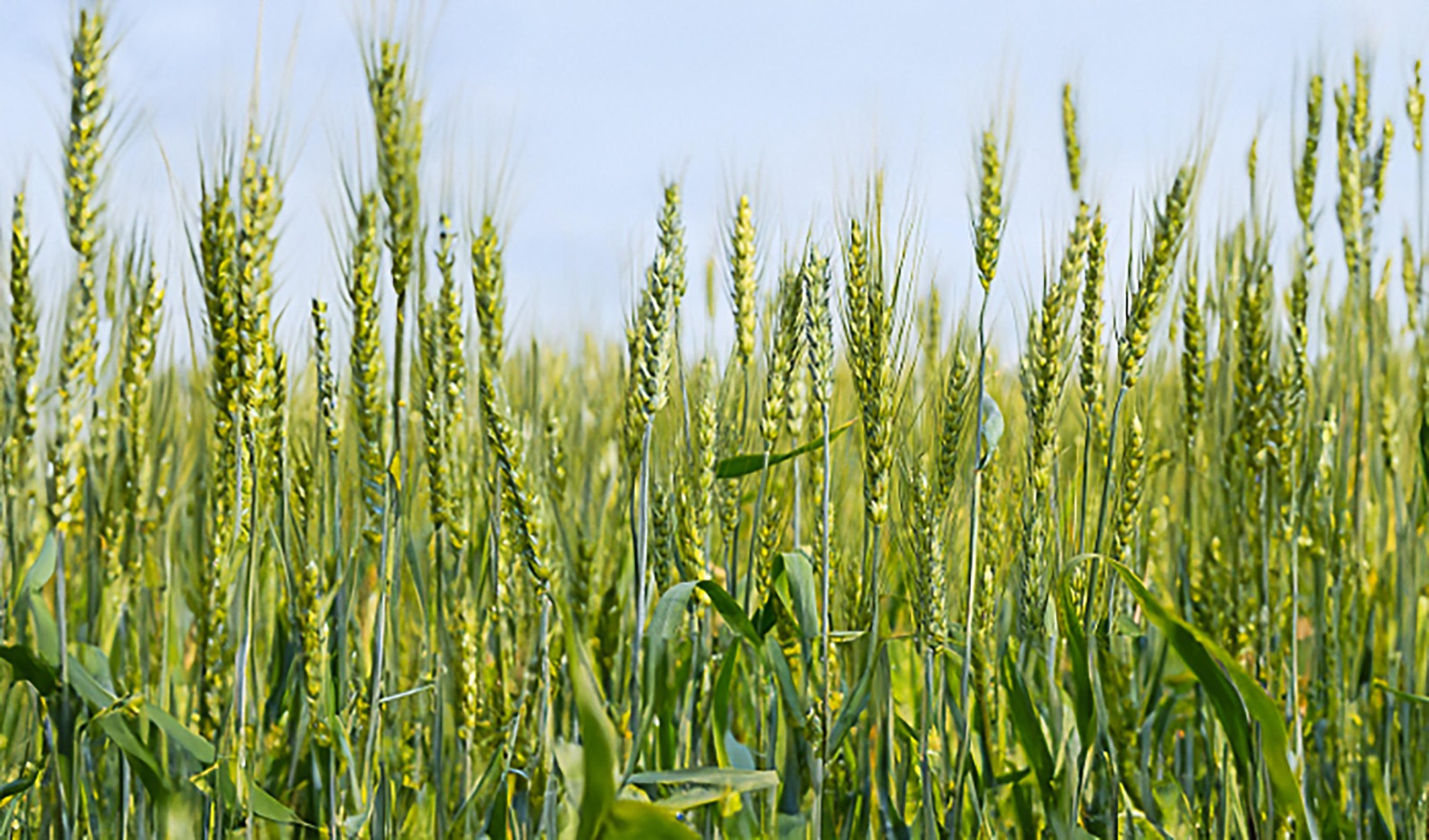 AGRONEGOCIO: Cultivo de centeio no Brasil ganha zoneamento agrícola de risco climático