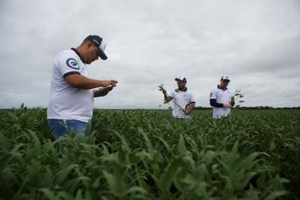 Chuvas atrapalham colheitas, mas safra de soja caminha para recorde em Mato Grosso