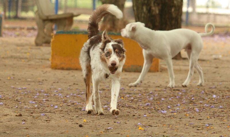 Criança é atacada por seis cães na rua e resgatada por vereador em Mato Grosso