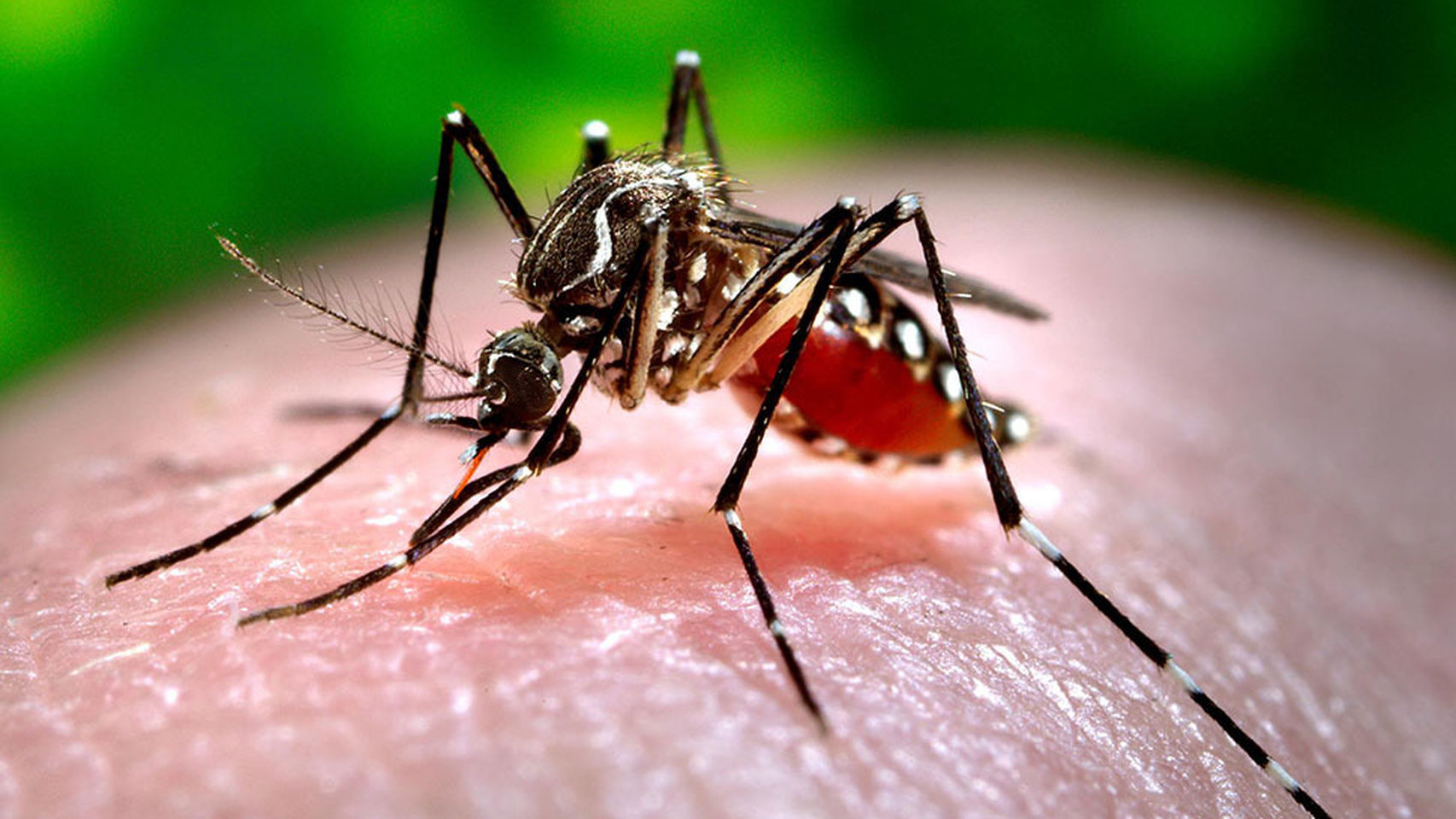 Sinop e Sorriso registram mais de 5 mil casos de infecção viral pelo Aedes aegypti