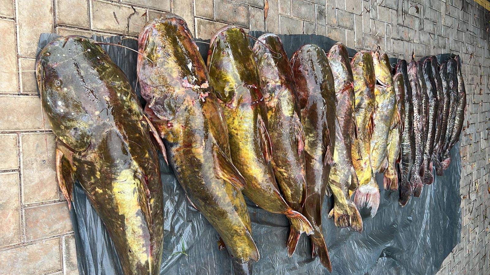 Batalhão Ambiental da PM prende irmãos com 223 quilos de pescado irregular em Várzea Grande.