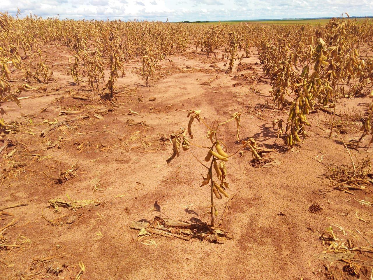 Soja: índice de vegetação das lavouras do Sul anunciam quebra de safra