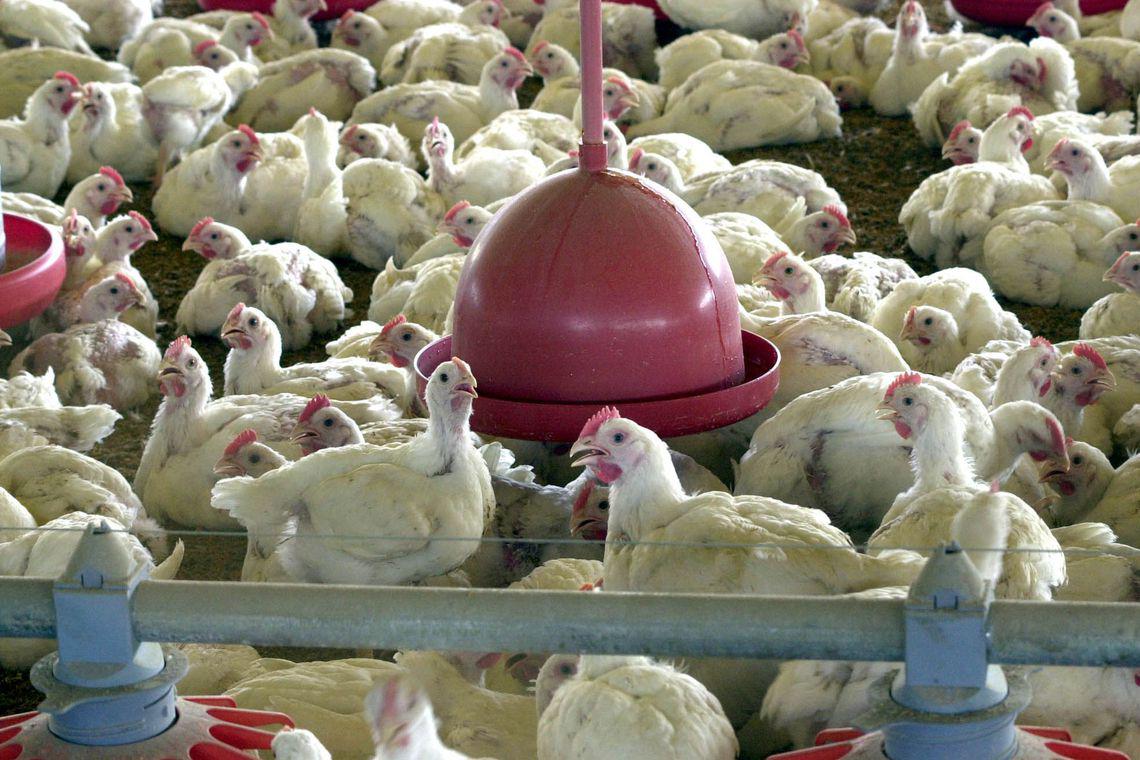 Gripe aviária: estado dos EUA suspende venda de aves após confirmação de caso