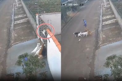 Homem que deixou seus cachorros matarem gato na rua é preso em flagrante