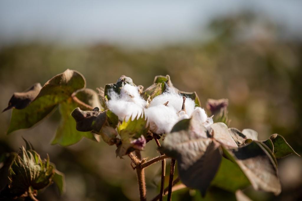 Mato Grosso produz cerca de 70% do algodão sustentável do país e lidera setor