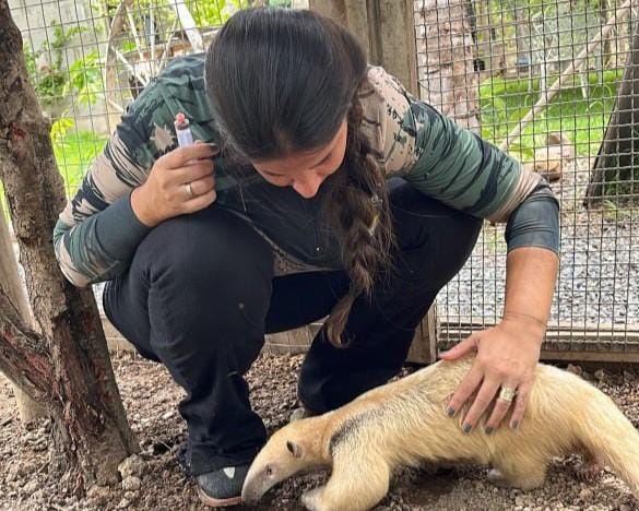 Sema abre cadastro para quem deseja ser guardião de animais silvestres; veja procedimento