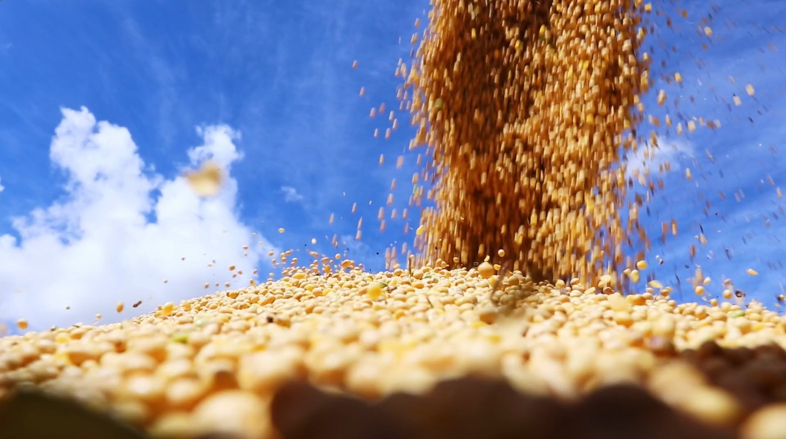 Mercado da soja já reage ao próximo relatório do USDA; veja cotações
