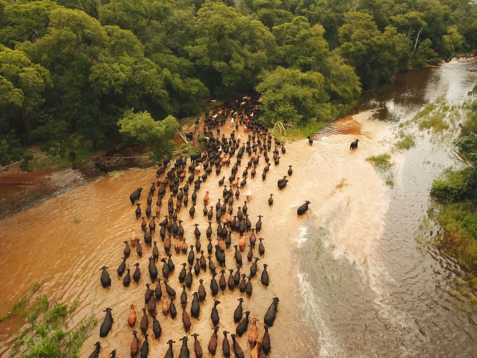BOIADA: Comitiva com mais de 1,3 mil cabeças de gado brangus cruza 360 km do Pantanal