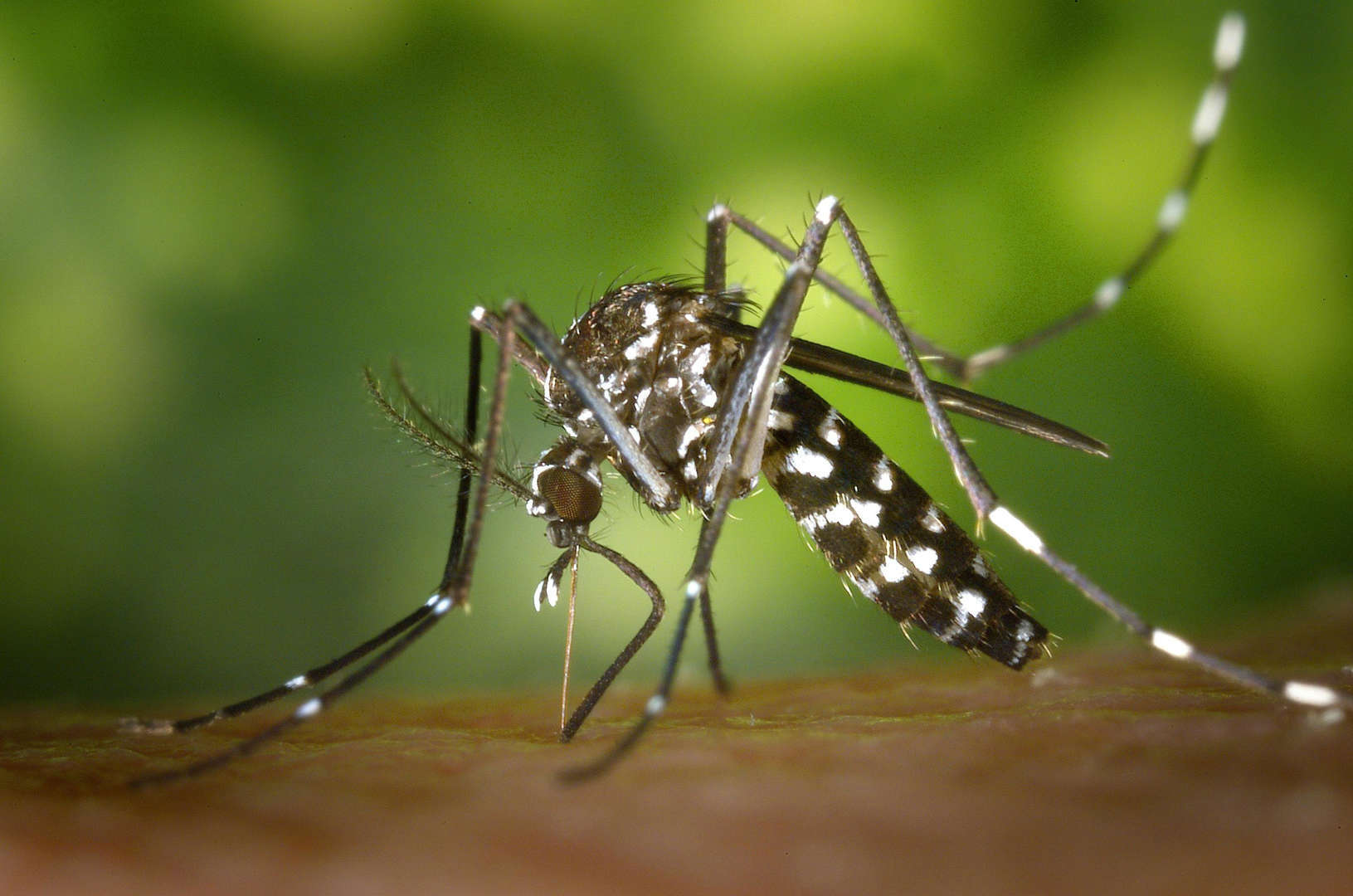 Governo anuncia produção nacional de vacina de dose única contra dengue