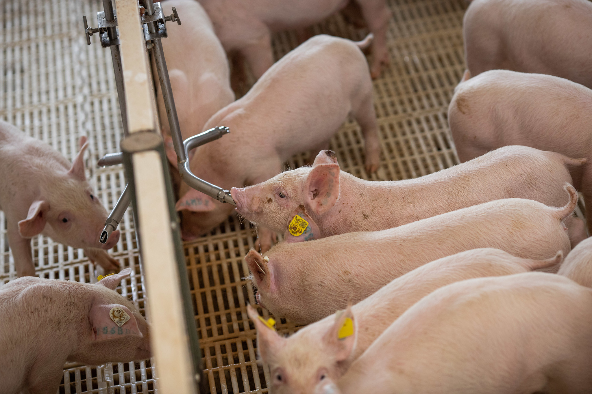 BEM-ESTAR SOCIAL: Projeto usa suplementos naturais para substituir antibióticos em suínos