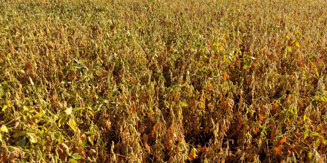 PROGRAMA SOJA BRASIL: Os desafios em MS devido à seca severa nas lavouras de soja