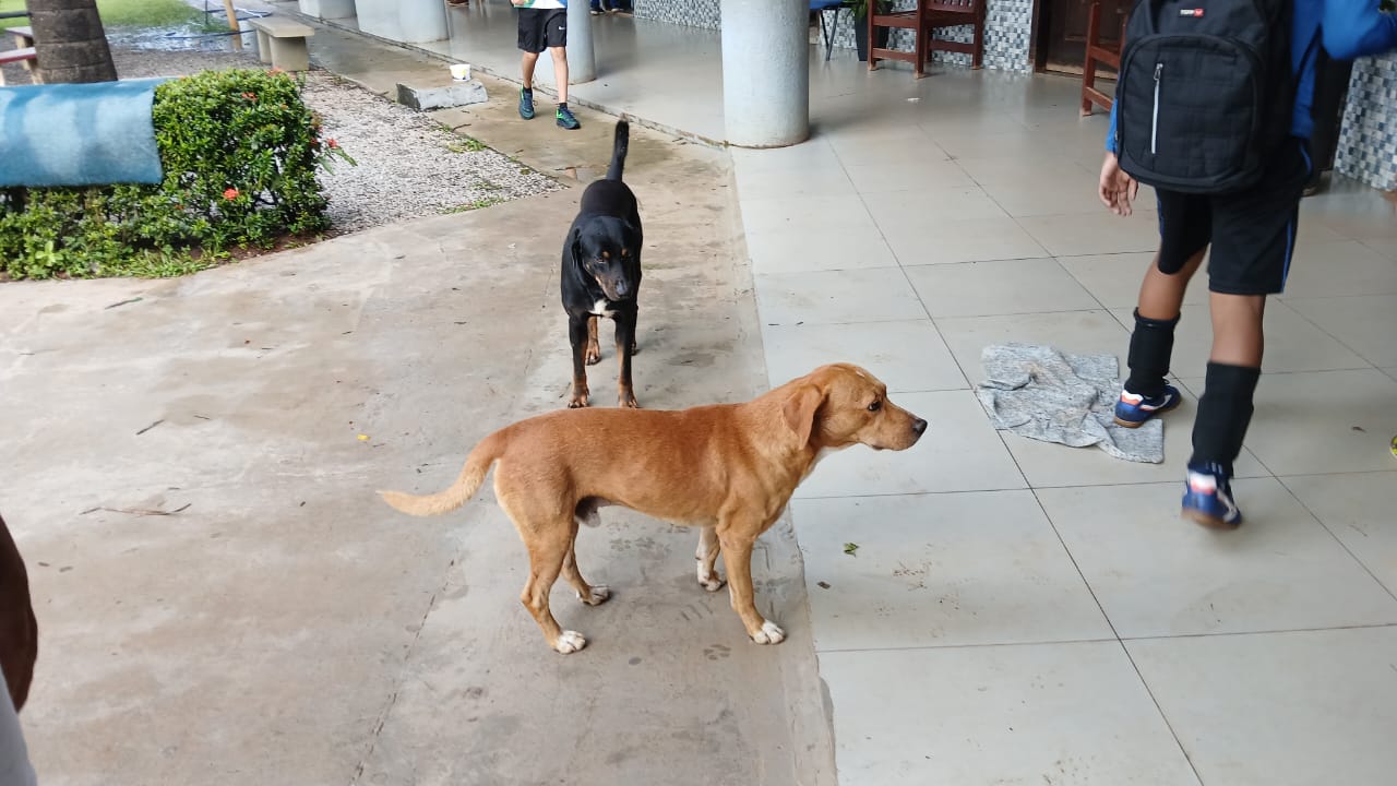 ITANHANGÁ – MT: “BICHO SOLTO” causa matança de animais na zona rural e ameaça o perímetro urbano do Município