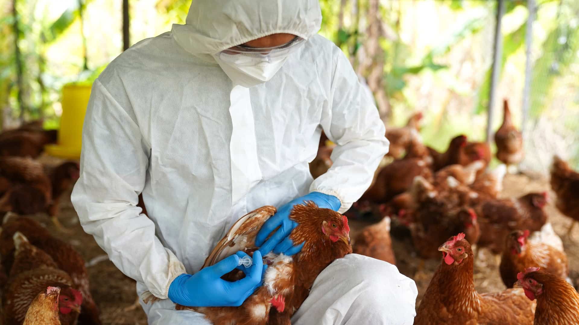 Exame descarta suspeita de gripe aviária em Mato Grosso e estado segue livre da doença