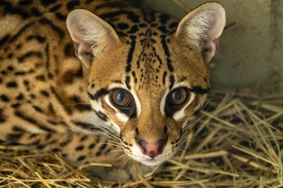 Jaguatirica resgatada em queimada se adapta bem a Zoológico de SP após transferência