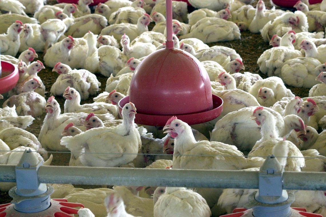 Análises em suspeitas de gripe aviária em granjas comerciais em SC e TO continuam