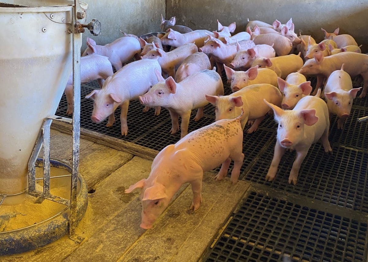 Acrismat e AgriHub iniciam Projeto Sementes da Inovação edição suinocultura