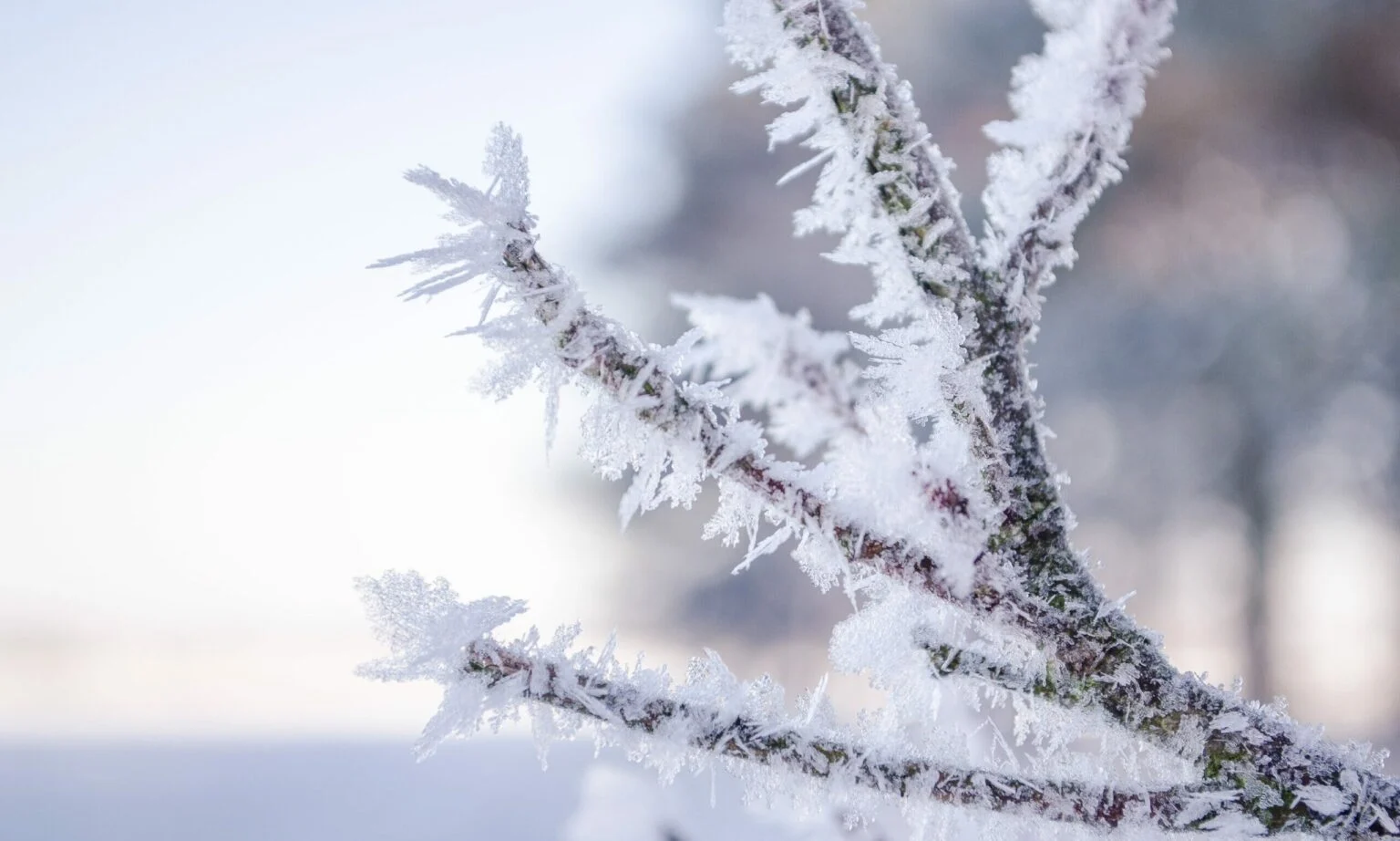 ALERTA CLIMÁTICO: Nova massa de ar polar deve provocar geada em estados onde o fenômeno é raro