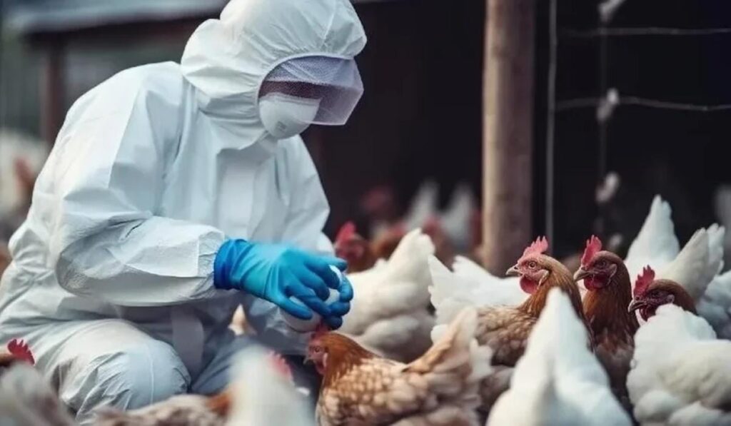 Foco de gripe aviária é confirmado pelo Ministério da Agricultura em criação de aves em Mato Grosso