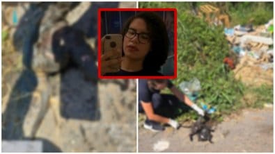 Justiça de MT mantém prisão preventiva de mulher acusada de matar gatos adotados em Cuiabá