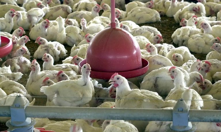 Mato Grosso decreta emergência zoossanitária por 90 dias após detectar foco de gripe aviária