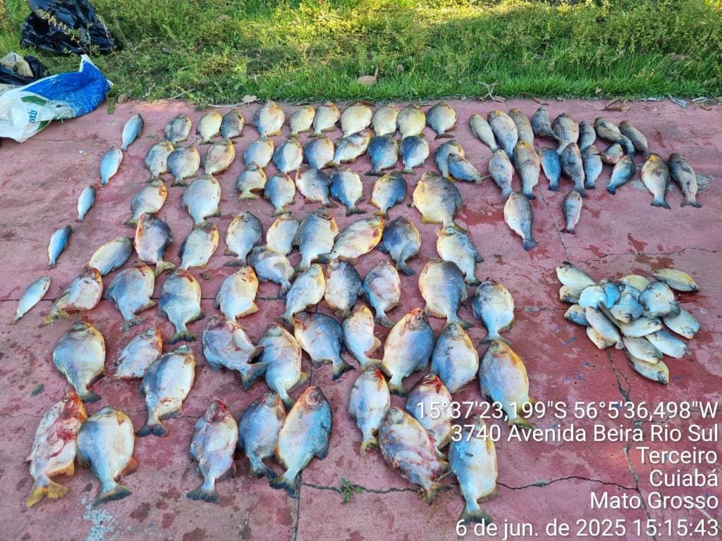 Motorista bêbado é preso transportando pescado irregular e multado em R$ 38 mil em Cuiabá
