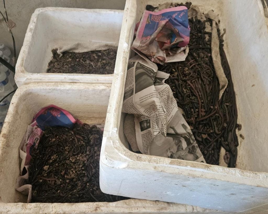 Operação em Cuiabá e Santo Antônio de Leverger apreende 2,8 mil unidades de iscas vivas