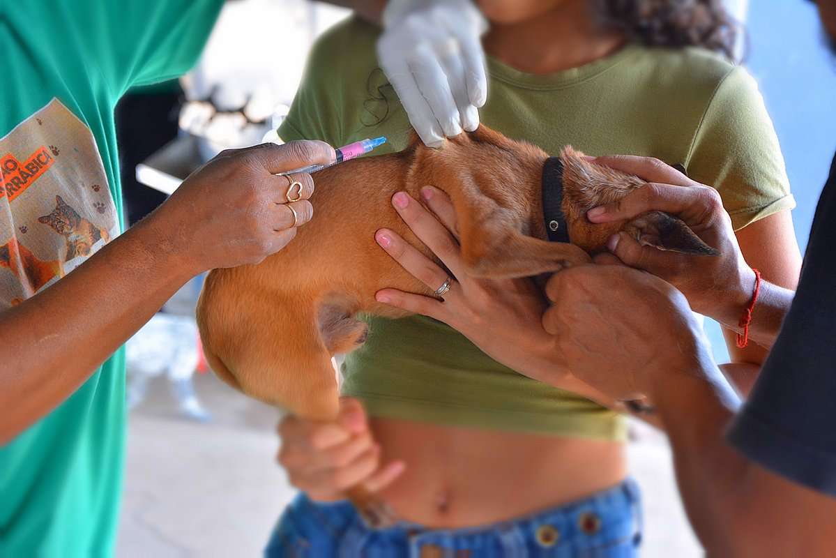 Vacinação contra raiva para cães e gatos começa nesta segunda-feira; veja horários