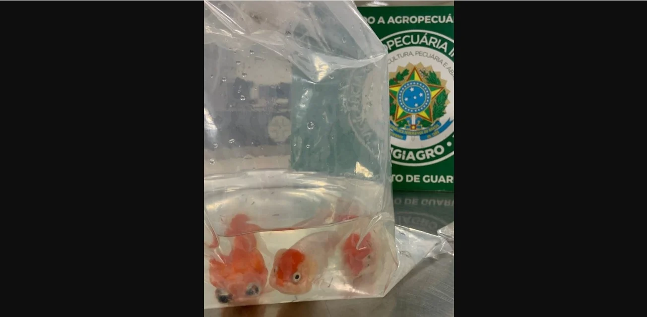 Passageiro tenta entrar no país com 8 peixes vivos escondidos na bagagem