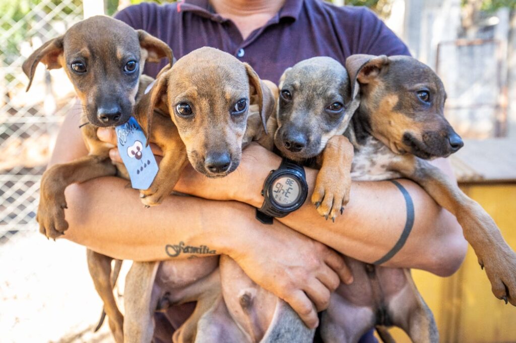 Bem-Estar Animal cria projeto "Campanha 20Ver" para incentivar adoção