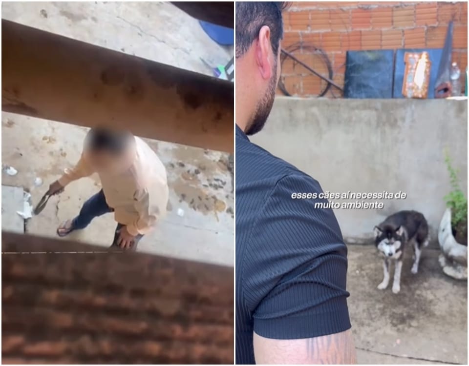 “Ele apanhava e passava fome”, diz vereador ao resgatar Husky vítima de maus-tratos