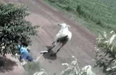 Justiça condena senador de Mato Grosso a indenizar jovem atacada por novilha