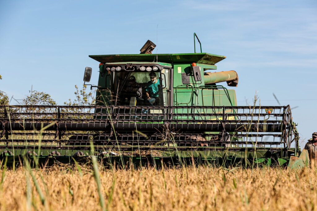 Mato Grosso lidera produção nacional de arroz de sequeiro, aponta Anuário Brasileiro