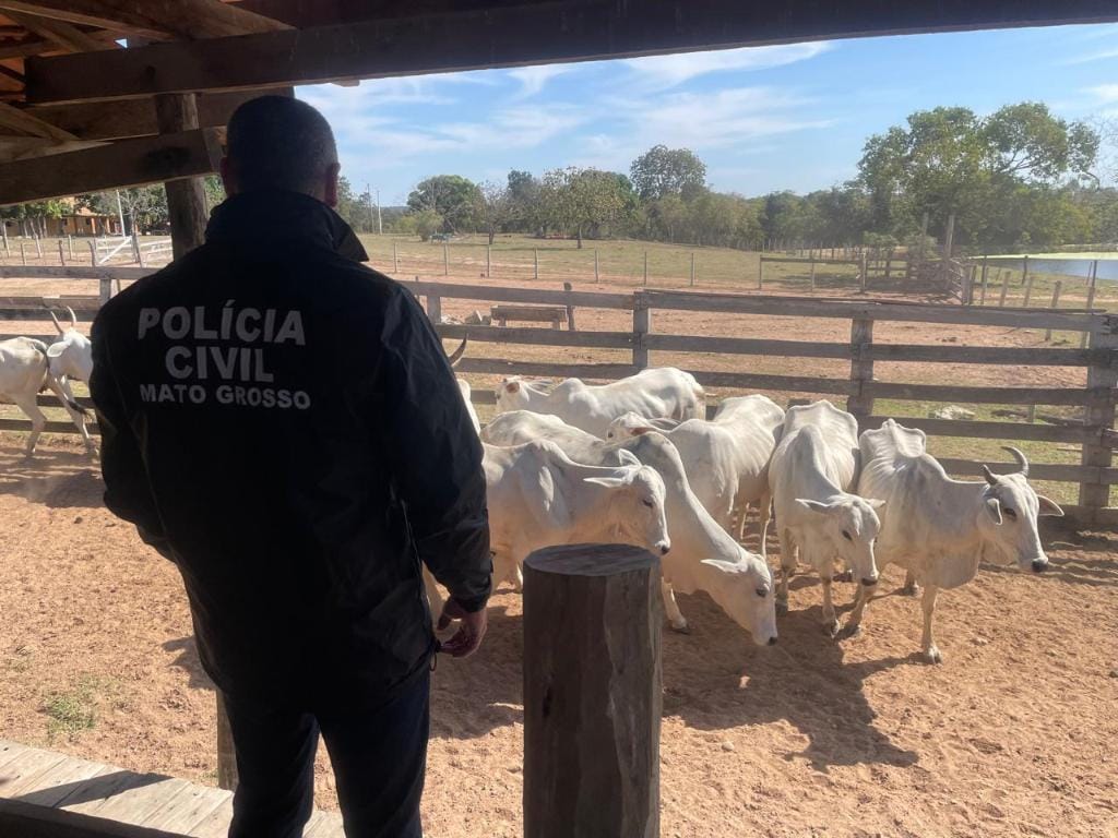PC deflagra operação para apurar roubo de gado em Cuiabá e prende idoso por receptação