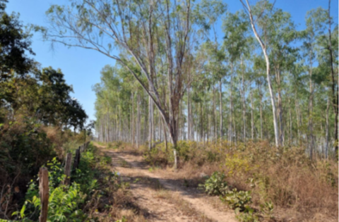 TRT reduz lance mínimo de imóvel de cerâmica em Várzea Grande para R$ 3 milhões