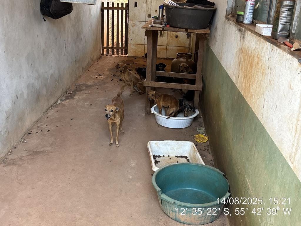 Em Mato Grosso, 20 cães e 5 gatos são resgatados em situação de abandono