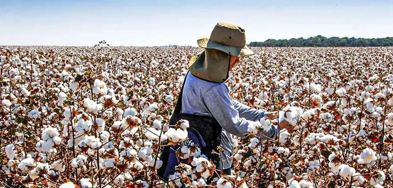 Brasil Agro prevê alta na produção de grãos e algodão