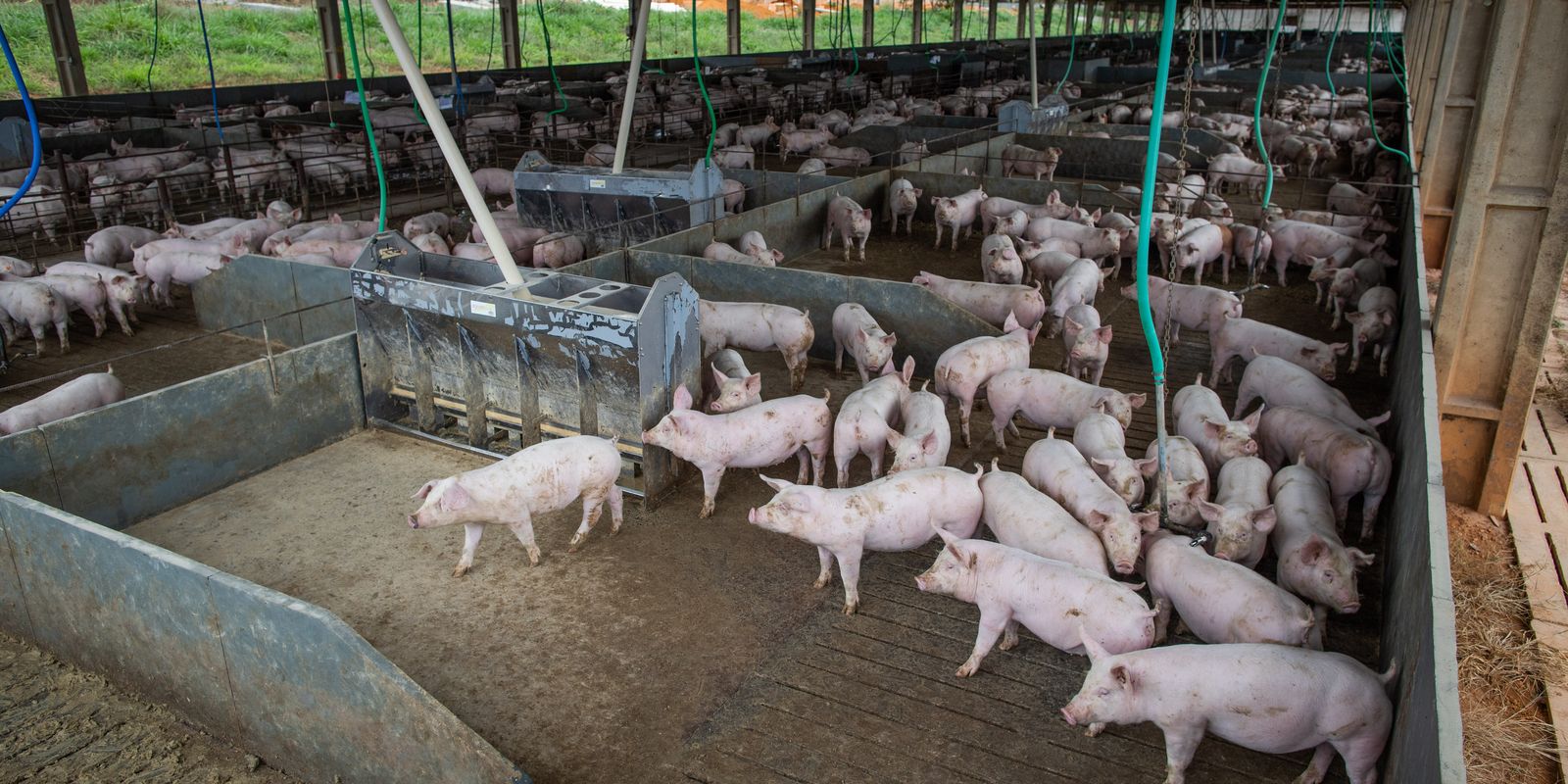 Produção de carne suína e de frango terá volume recorde em 2026