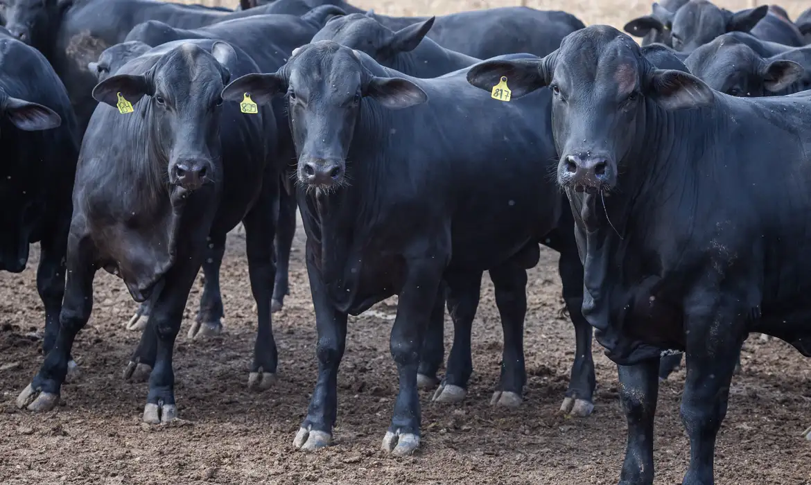 Mortes de animais sobem para 612 após vacina Excell 10