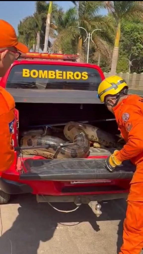 Corpo de Bombeiros resgata sucuri de 5 metros que estava em pátio de empresa