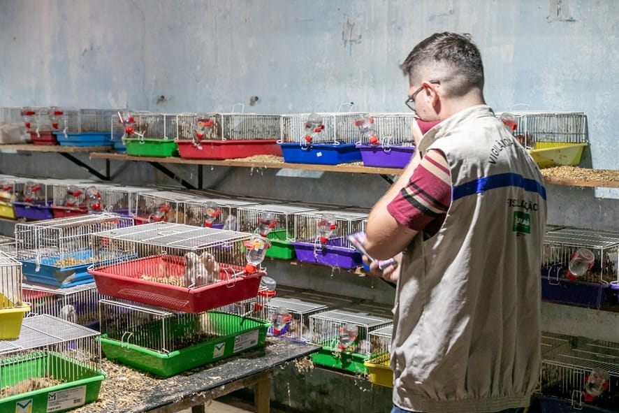 Hamsters e mais de 70 cachorros de raça são resgatados em Cuiabá