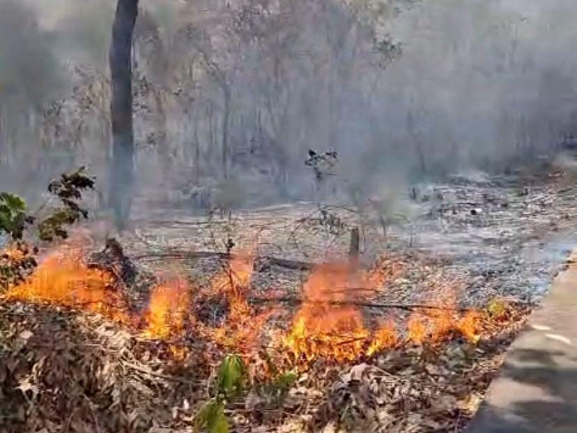 Homem é preso em flagrante por provocar incêndio em área de vegetação urbana