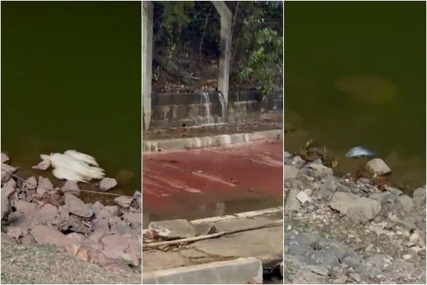 Moradores relatam abandono de Parque das Águas, morte de animais e esgoto a céu aberto