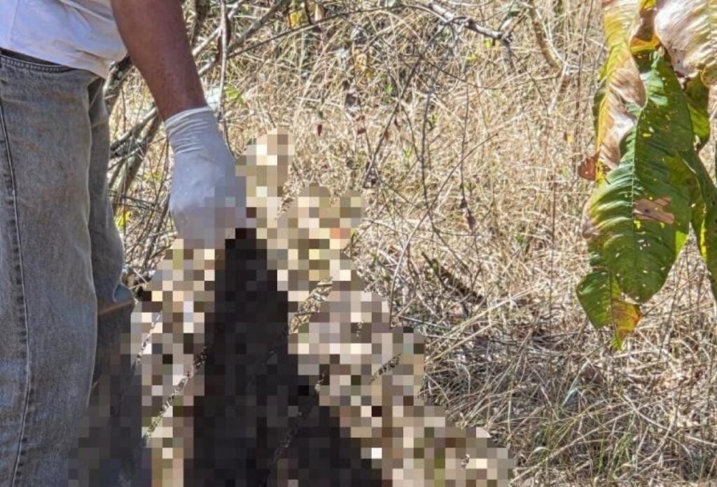 Ossada humana é encontrada em área de mata e passará por exames no IML