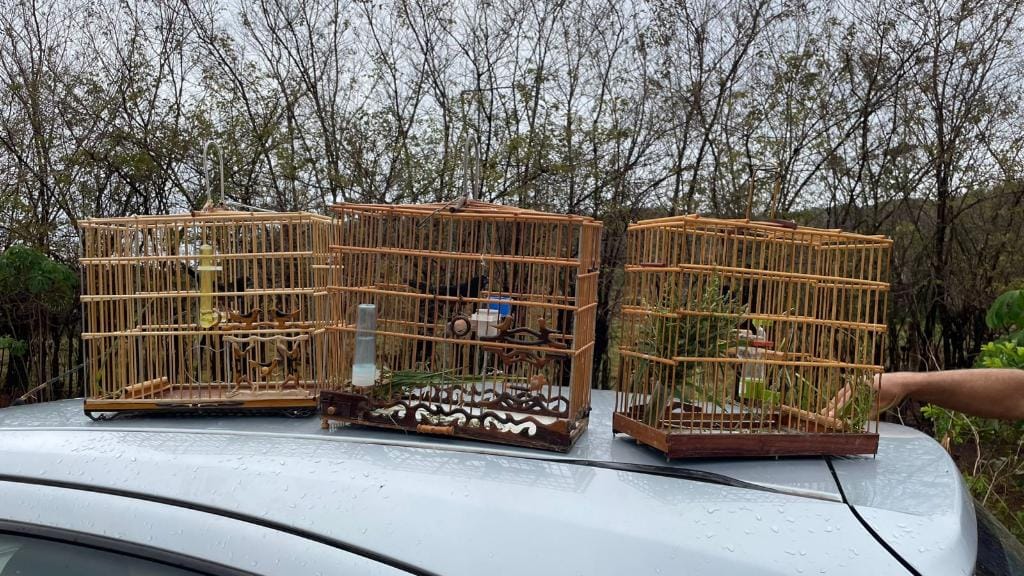 Polícia Civil prende dois homens por captura ilegal de pássaros silvestres