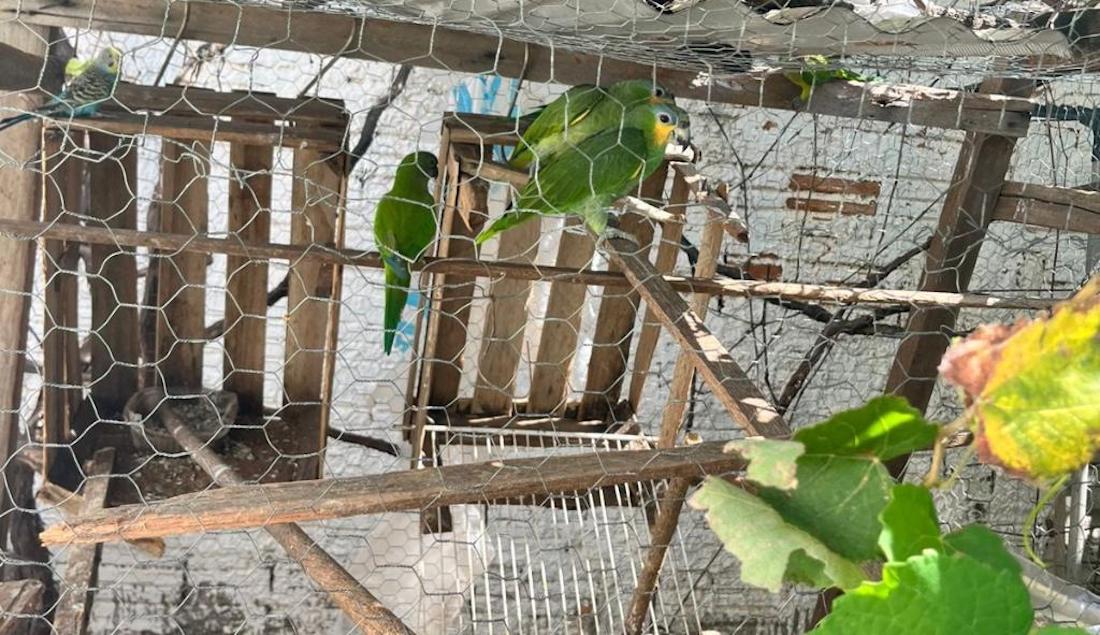 Homem é preso por maus tratos em criadouro ilegal de papagaios em Mato Grosso
