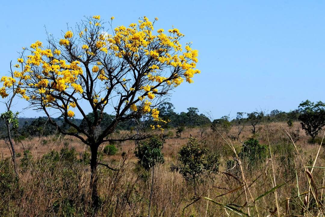 Mato Grosso debate nova lei para definir limites de Cerrado e Amazônia com foco em segurança jurídica