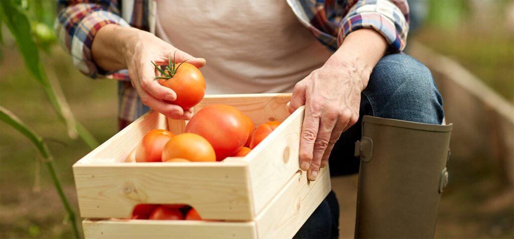 Cesta básica tem menor preço de 2025 em MT; tomate ajuda a puxar custo para baixo
