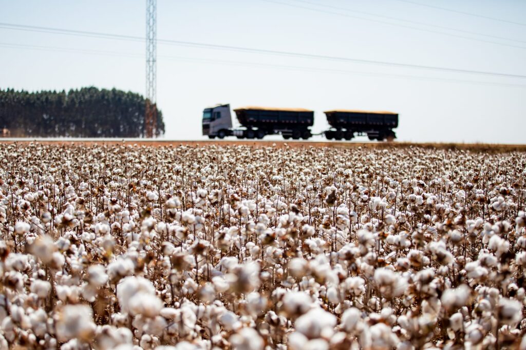 Mato Grosso consolida liderança e encerra safra de algodão com crescimento