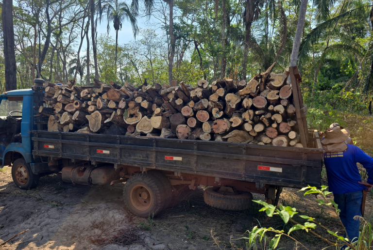 PF deflagra operação em combate a comercialização ilegal de madeira em Mato Grosso